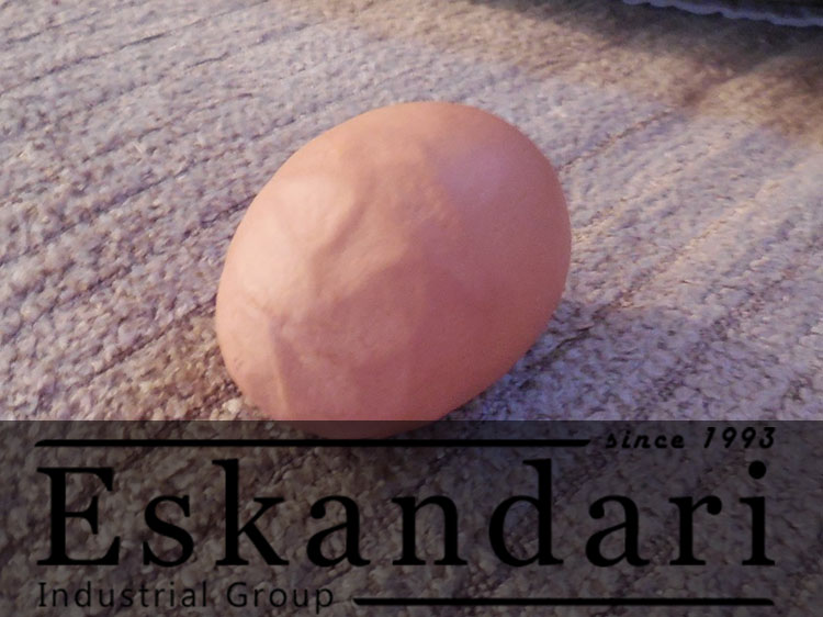 بررسی کیفیت تخم مرغ