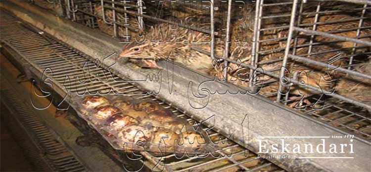 عکس قفس