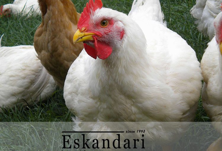 پرورش مرغ