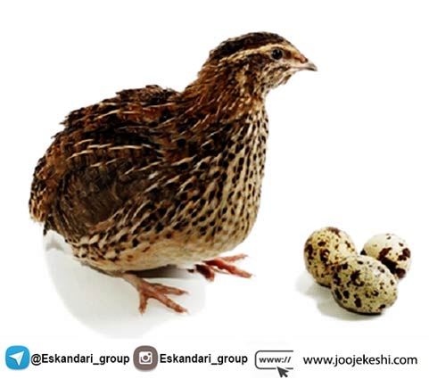 تولید مثل بلدرچین
