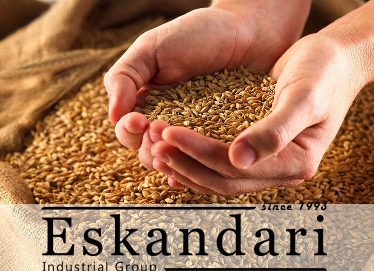 غذای مرغ تخم گذار