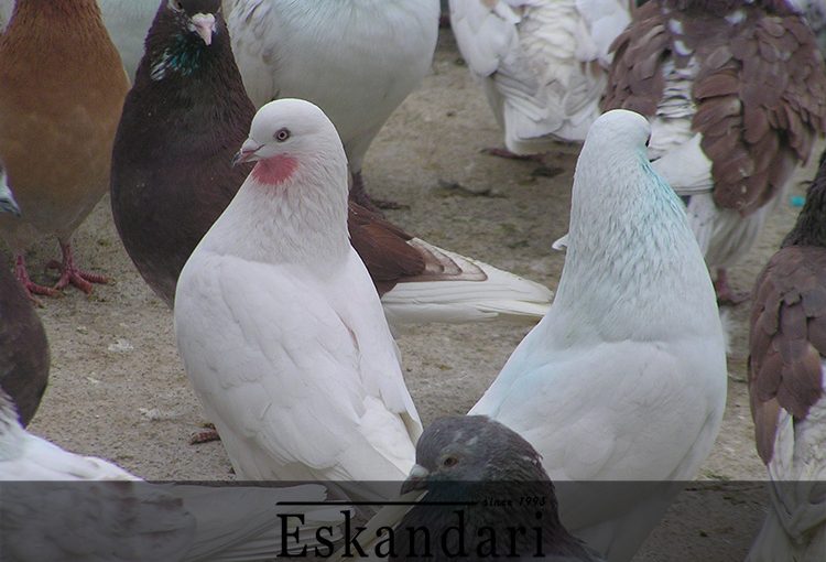 کبوتر