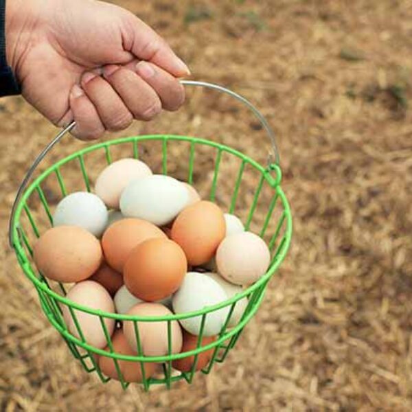 جمع کردن تخم مرغ ها - سایت جوجه کشی دات کام