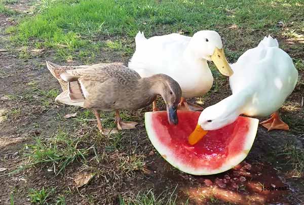 هندوانه خوردن اردک - جوجه کشی دات کام