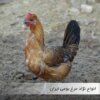 نژاد مرغ بومی ایران کدامند؟ - جوجه کشی دات کام