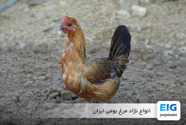 نژاد مرغ بومی ایران کدامند؟ - جوجه کشی دات کام