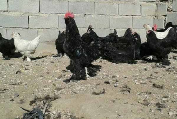 پرورش مرغ مرندی تخمگذار - جوجه کشی دات کام