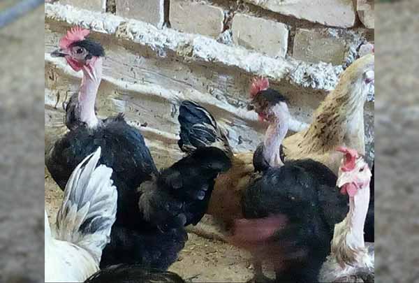 نژاد مرغ گردن لخت شمالی بومی ایران- جوجه کشی دات کام