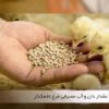 مصرف آب و خوراک مرغ بومی - جوجه کشی دات کام