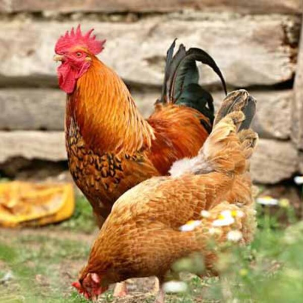 پرورش مرغ و نیمچه مرغ - سایت جوجه کشی دات کام