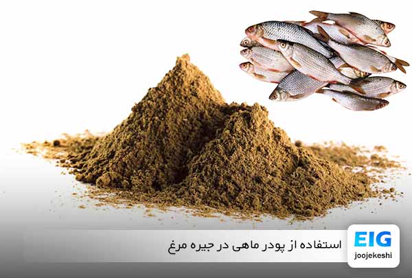 پودر ماهی در جیره غذایی مرغ - سایت جوجه کشی دات کام