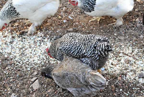 پودر پوسته تخم مرغ برای تأمین کلسیم مرغ - سایت جوجه کشی دات کام