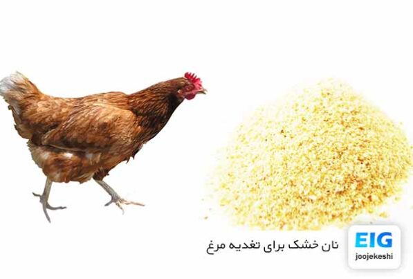 نان خشک برای مرغ خانگی - سایت جوجه کشی دات کام