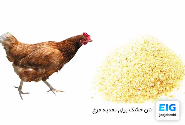 نان خشک برای مرغ خانگی - سایت جوجه کشی دات کام