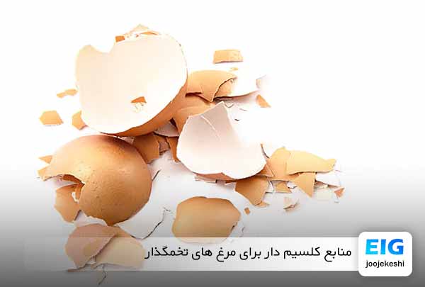 غذای کلسیم برای مرغ خانگی تخمگذار - جوجه کشی دات کام