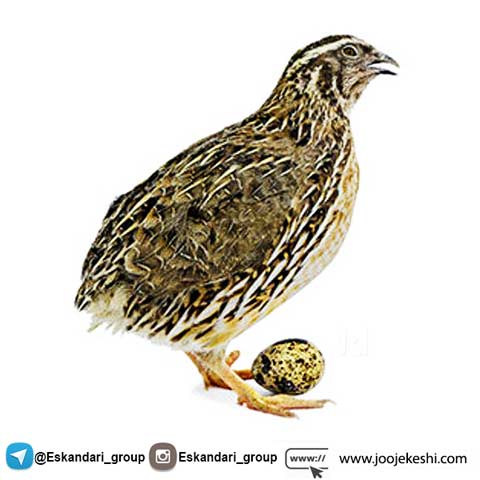 پرورش بلدرچین