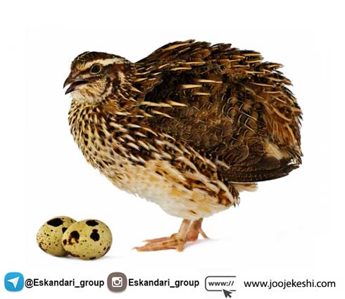 پرورش بلدرچین