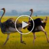 ویدیوی آموزش نگهداری از شترمرغ - جوجه کشی دات کام