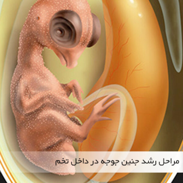 مراحل رشد جنین داخل تخم مرغ - سایت جوجه کشی دات کام