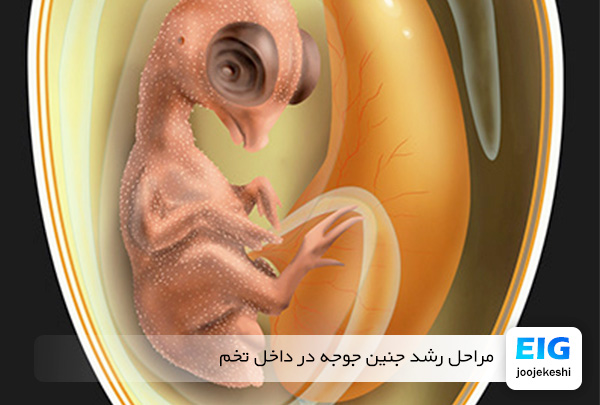 مراحل رشد جنین داخل تخم مرغ - سایت جوجه کشی دات کام