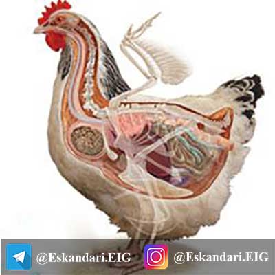 پروبیوتیک در خوراک مرغ