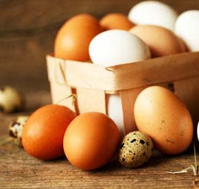 eggs for incubator