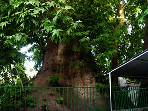 درختان جایگزین درختچههای مشجر