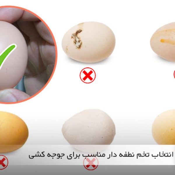 راهنمای خرید تخم نطفه دار مناسب برای جوجه کشی