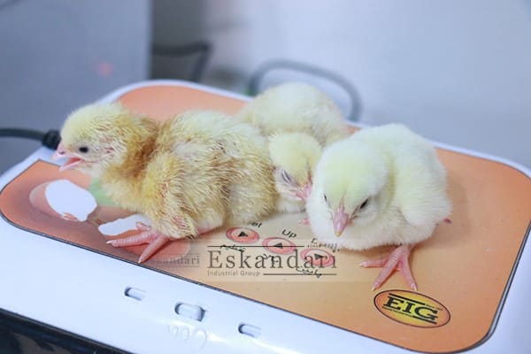 تولید جوجه یک روزه ، ده روزه و یک ماهه با ماشین جوجه کشی