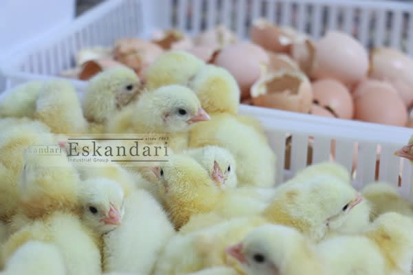 درآمد زایی در روستاها با دستگاه جوجه کشی