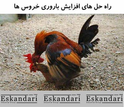 افزایش باروری