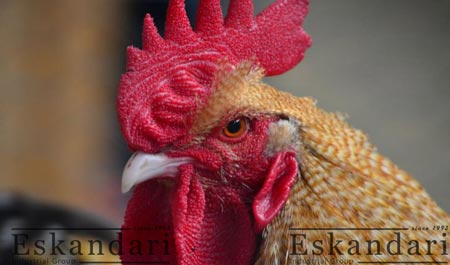 تلقیح مصنوعی و ارزیابی منی