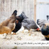 تأثیر سطح غذا بر تخمگذاری مرغ - سایت جوجه کشی دات کام