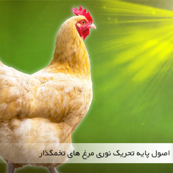 برنامه تحریک نوری مرغ تخمگذار - سایت جوجه کشی دات کام