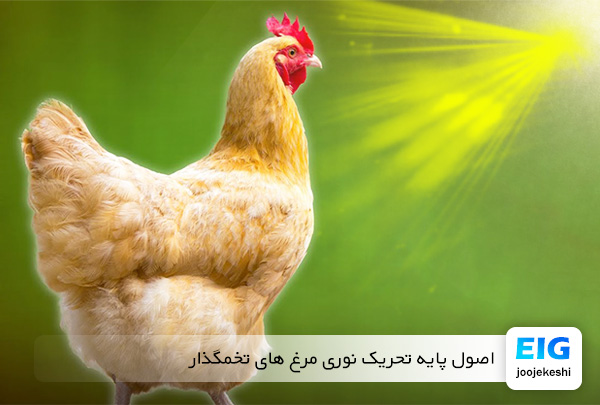 برنامه تحریک نوری مرغ تخمگذار - سایت جوجه کشی دات کام