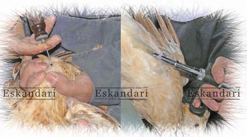 تلقیح مصنوعی در پرنده ها
