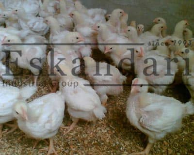 تولید جوجه گوشتی