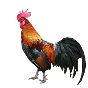 دستگاه تولید مثل خروس