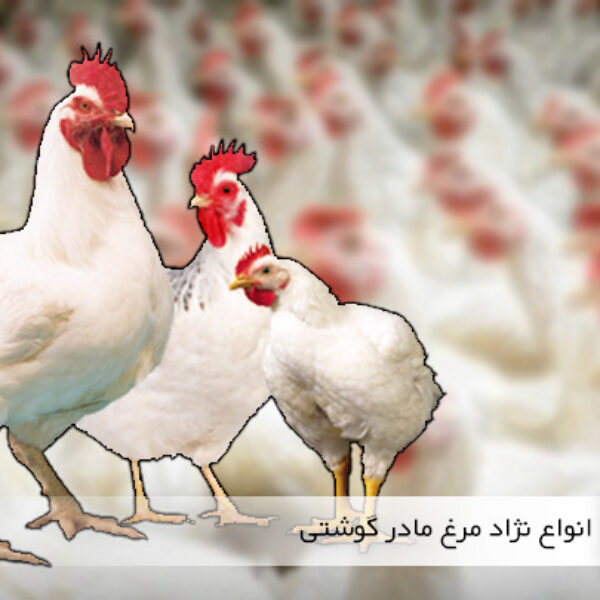 نژاد مرغ های گوشتی - سایت جوجه کشی دات کام