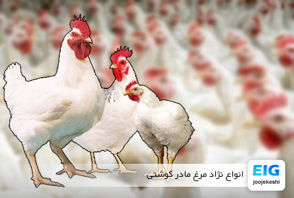 نژاد مرغ های گوشتی - سایت جوجه کشی دات کام
