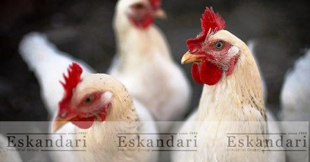 ایمنی زیستی پرندگان