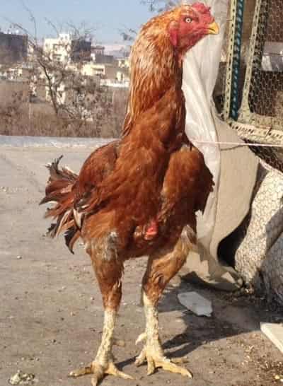 تحریک-نوری-خروس-ها