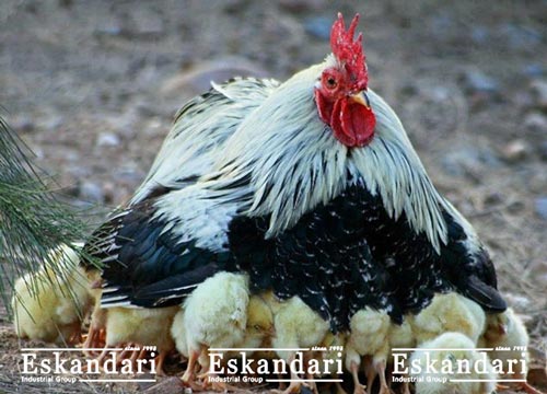 تولید مثل خروس
