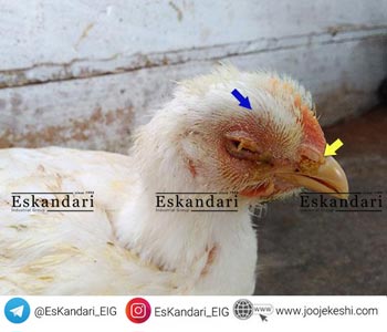 بیماری برونشیت عفونی