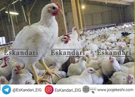 بیماری های گله های مرغ مادر