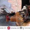 درمان وبای مرغ و طیور - فروشگاه جوجه کشی دات کام