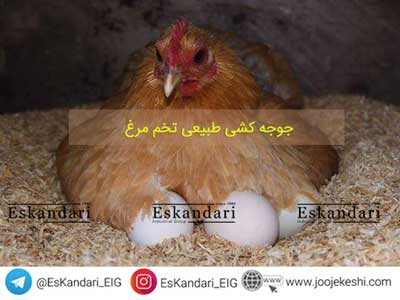 جوجه کشی طبیعی تخم مرغ