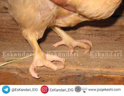 آرتریت ویروسی پرندگان