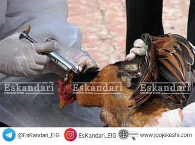 وبای طیور پاستولوز