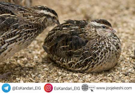 پرورش بلدرچین